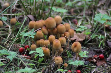 Hollanda 'daki Capelle aan den IJssel' in botanik bahçesinde kümelenmiş oduncular.