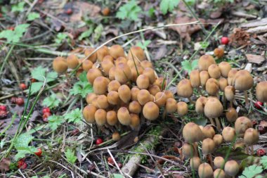 Hollanda 'daki Capelle aan den IJssel' in botanik bahçesinde kümelenmiş oduncular.