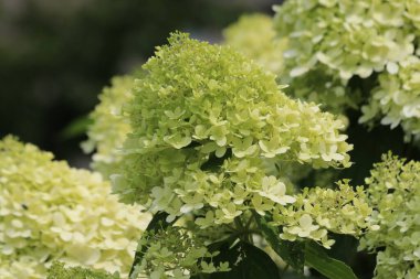 Hollanda 'da Hortensiya' nın yuvarlak görünümlü renkli başları