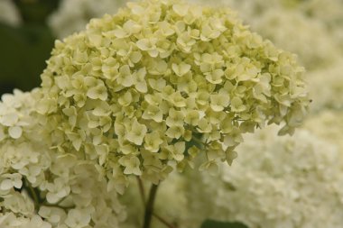 Hollanda 'da Hortensiya' nın yuvarlak görünümlü renkli başları