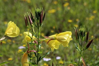Iris Pseudacorus, sarı bayrak, sarı iris, ya da Hollanda 'da bir hendeğin kenarındaki su bayrağı