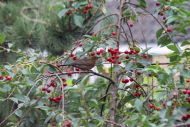 Güvercinler ve karatavuklar Hollanda 'daki bir kiraz ağacından olgunlaşmış kirazları çalıyor.