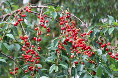 Güvercinler ve karatavuklar Hollanda 'daki bir kiraz ağacından olgunlaşmış kirazları çalıyor.