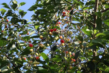 Güvercinler ve karatavuklar Hollanda 'daki bir kiraz ağacından olgunlaşmış kirazları çalıyor.