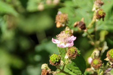 Hollanda 'daki Nieuwerkerk' teki Park Hitland 'daki Blackbarry bitkisinin dikenleri ve çiçekleri.