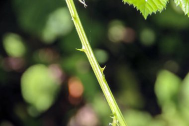 Hollanda 'daki Nieuwerkerk' teki Park Hitland 'daki Blackbarry bitkisinin dikenleri ve çiçekleri.