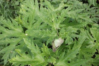 Hollanda 'daki Moordrecht' te yabani yoldaki yaban otları bitkileri.