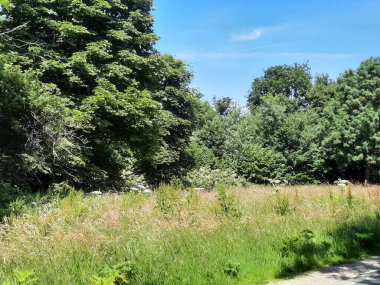 Hollanda 'daki Nieuwerkerk' deki Park Hitland 'da yabani otlar yetiştirilmektedir.