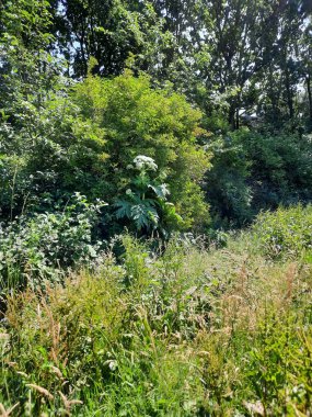 Hollanda 'daki Nieuwerkerk' deki Park Hitland 'da yabani otlar yetiştirilmektedir.