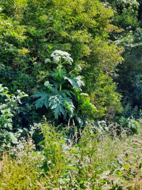 Hollanda 'daki Nieuwerkerk' deki Park Hitland 'da yabani otlar yetiştirilmektedir.