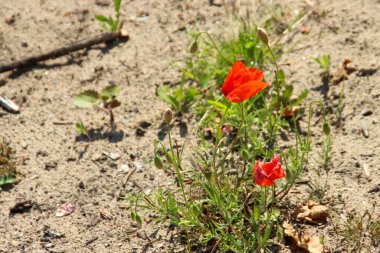 Hollanda 'da Zuid-Hollanda' daki tarlada bulunan kırmızı çiçekli çiçek başı. Hollanda 'da güneş tarafından aydınlatıldı.