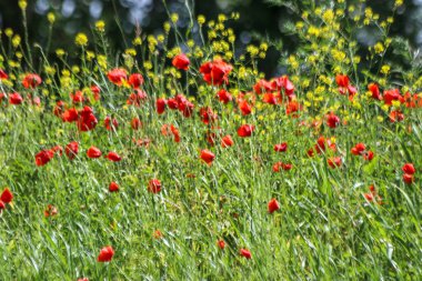 Hollanda 'da Zuid-Hollanda' daki tarlada bulunan kırmızı çiçekli çiçek başı. Hollanda 'da güneş tarafından aydınlatıldı.