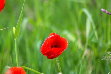 Hollanda 'da Zuid-Hollanda' daki tarlada bulunan kırmızı çiçekli çiçek başı. Hollanda 'da güneş tarafından aydınlatıldı.