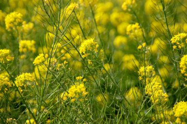 Hollanda 'daki polen tarlalarında sarı renkli kolza tohumu çiçeği