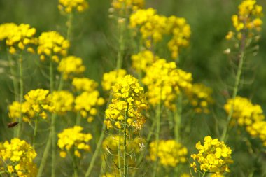Hollanda 'daki polen tarlalarında sarı renkli kolza tohumu çiçeği