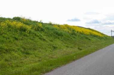 Hollanda 'daki polen tarlalarında sarı renkli kolza tohumu çiçeği