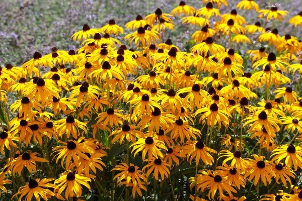 Hollanda 'daki halk bahçelerinde siyah çiçekli Rudbeckia sarısı
