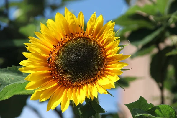 Yellow sunflowers in the sun and blue sky in open gardens in the Netherlands