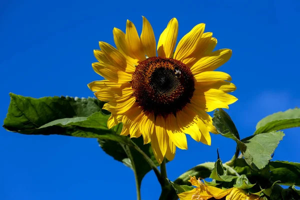 Yellow sunflowers in the sun and blue sky in open gardens in the Netherlands