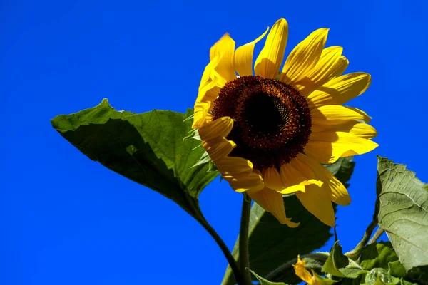 太陽の下の黄色のひまわりとオランダのオープンガーデンの青い空 — ストック写真