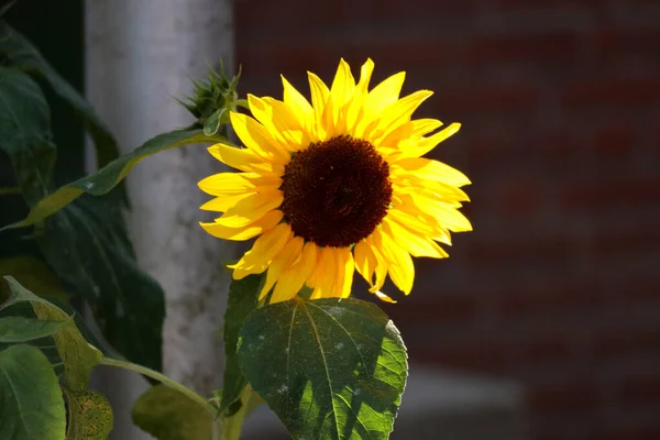 Yellow sunflowers in the sun and blue sky in open gardens in the Netherlands