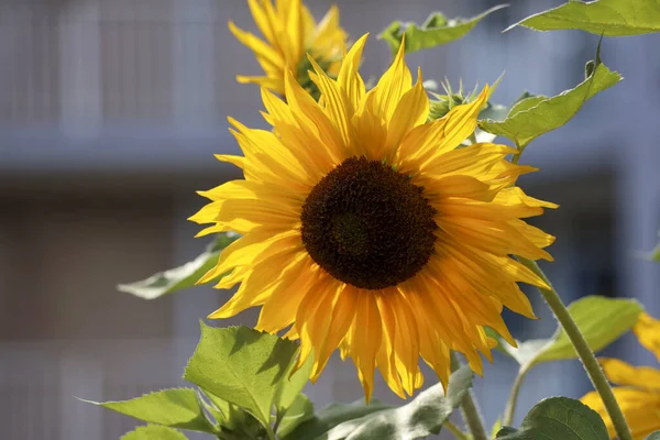 Gelbe Sonnenblumen Der Sonne Und Blauer Himmel Offenen Gärten Den — Stockfoto