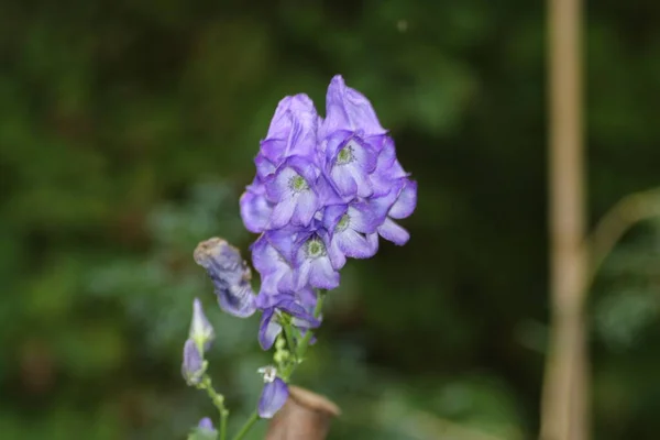 Blå Foxhandske Blommor Capelle Aan Den Ijssel Heme Trädgård Nederländerna — Stockfoto