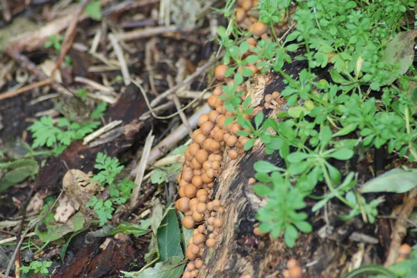 Tufo Enxofre Amora Aglomerada Jardim Botânico Capelle Aan Den Ijssel — Fotografia de Stock