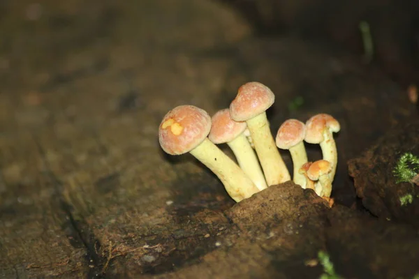 Sulphur Tuft Clustered Woodlover Botanic Garden Capelle Aan Den Ijssel — Stock Photo, Image