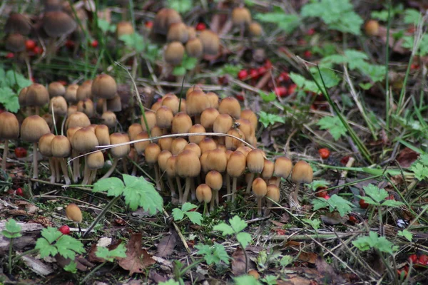 Hollanda 'daki Capelle aan den IJssel' in botanik bahçesinde kümelenmiş oduncular.