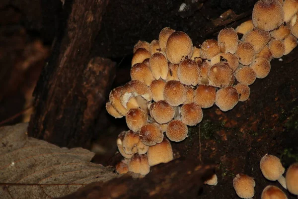 Sulphur Tuft Clustered Woodlover Botanic Garden Capelle Aan Den Ijssel — Stock Photo, Image