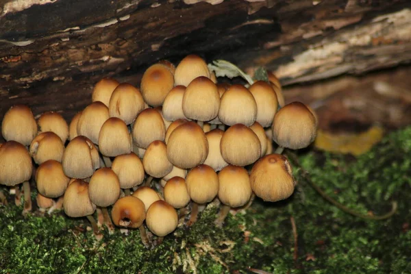 Sulphur Tuft Clustered Woodlover Botanic Garden Capelle Aan Den Ijssel — Stock Photo, Image