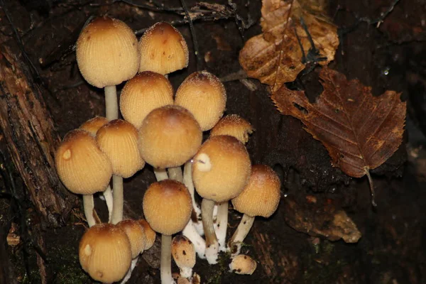 Sulphur Tuft Clustered Woodlover Botanic Garden Capelle Aan Den Ijssel — Stock Photo, Image