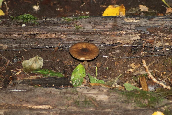 Candolleomyces Candolleanus All Orto Botanico Capelle Aan Den Ijssel Nei — Foto Stock