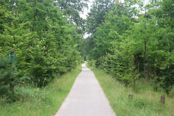 オランダのVeluweの木の間の道路やカラフルな葉 — ストック写真