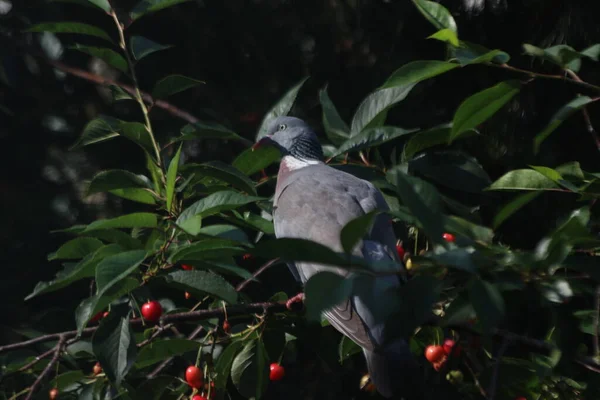 Pigeons Merles Volent Des Cerises Presque Mûres Cerisier Aux Pays — Photo