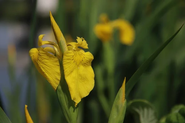 Iris pseudacorus, the yellow flag, yellow iris, or water flag at side of a ditch in the Netherlands