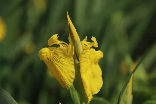 Iris pseudacorus, the yellow flag, yellow iris, or water flag at side of a ditch in the Netherlands