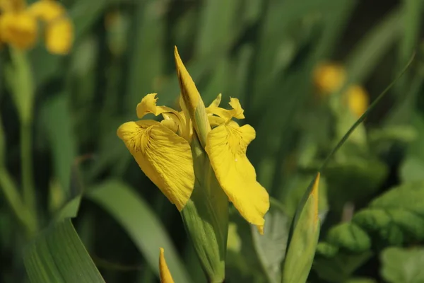 Iris pseudacorus, the yellow flag, yellow iris, or water flag at side of a ditch in the Netherlands