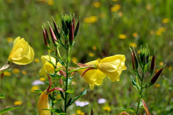 Iris pseudacorus, the yellow flag, yellow iris, or water flag at side of a ditch in the Netherlands