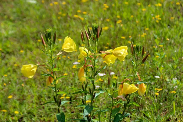 Iris pseudacorus, the yellow flag, yellow iris, or water flag at side of a ditch in the Netherlands