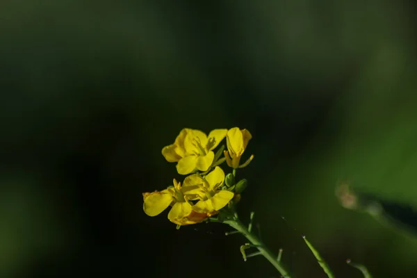 Iris Pseudacorus Gul Flagga Gul Iris Eller Vattenflagga Vid Sidan — Stockfoto