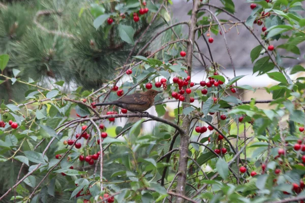 Pigeons Merles Volent Des Cerises Presque Mûres Cerisier Aux Pays — Photo