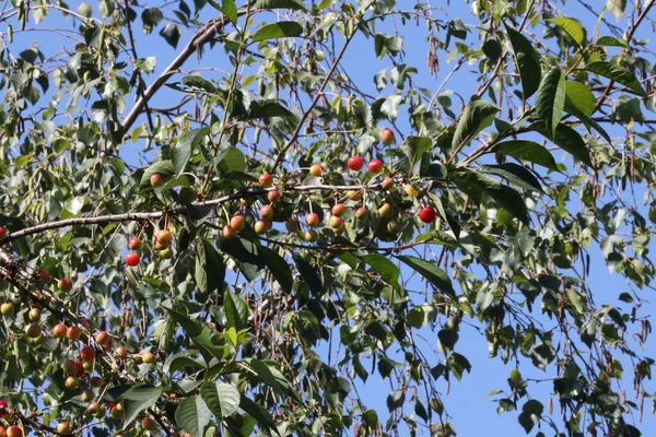 Güvercinler ve karatavuklar Hollanda 'daki bir kiraz ağacından olgunlaşmış kirazları çalıyor.