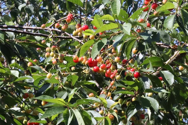 Güvercinler ve karatavuklar Hollanda 'daki bir kiraz ağacından olgunlaşmış kirazları çalıyor.