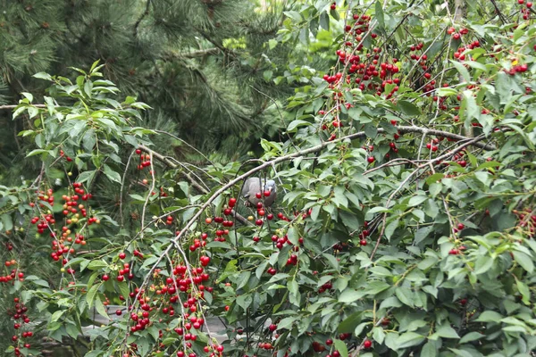 Ring Necked Parakeets Steal Ripe Cherries Cherry Tree Netherlands — Stock Photo, Image