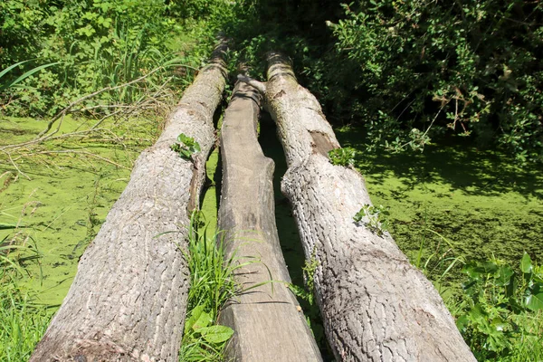 Openbare Natuur Speeltuin Park Hitland Nieuwerkerk Aan Den Ijssel — Stockfoto