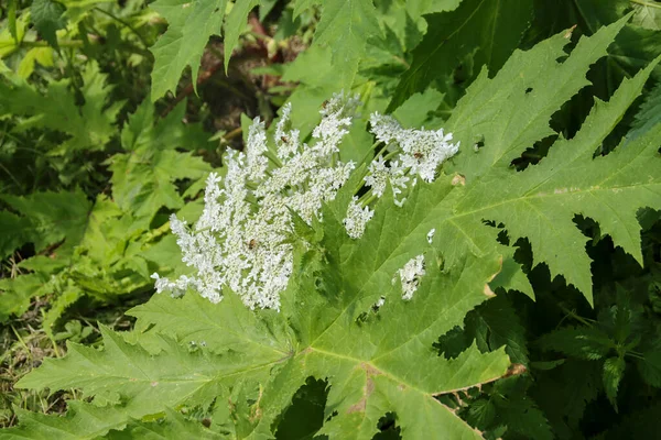 Hogweed Plants Wild Road Park Hitland Nieuwerkerk Aan Den Ijssel — Stock Photo, Image