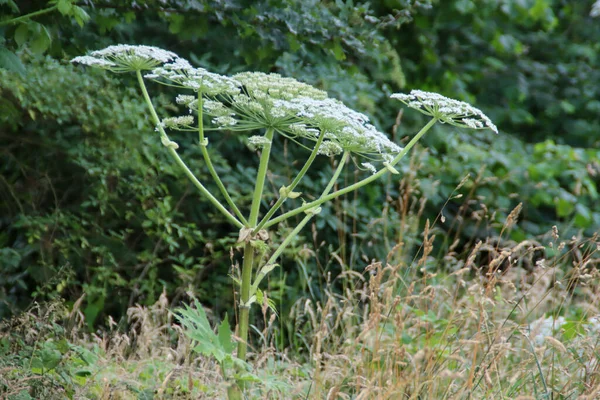 Hogweed Plantas Natureza Longo Estrada Park Hitland Nieuwerkerk Aan Den — Fotografia de Stock