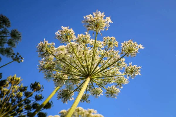 Hogweed Växter Naturen Längs Vägen Kvällssol Moerkapelle Nederländerna — Stockfoto